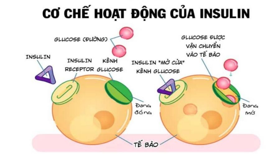 tác dụng của hạt hạnh nhân